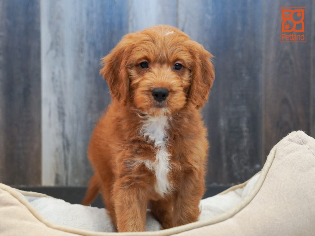 Mini Goldendoodle Image #1