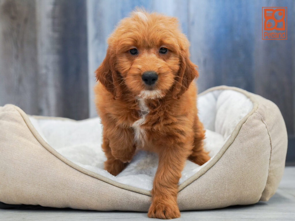 Mini Goldendoodle Image #1
