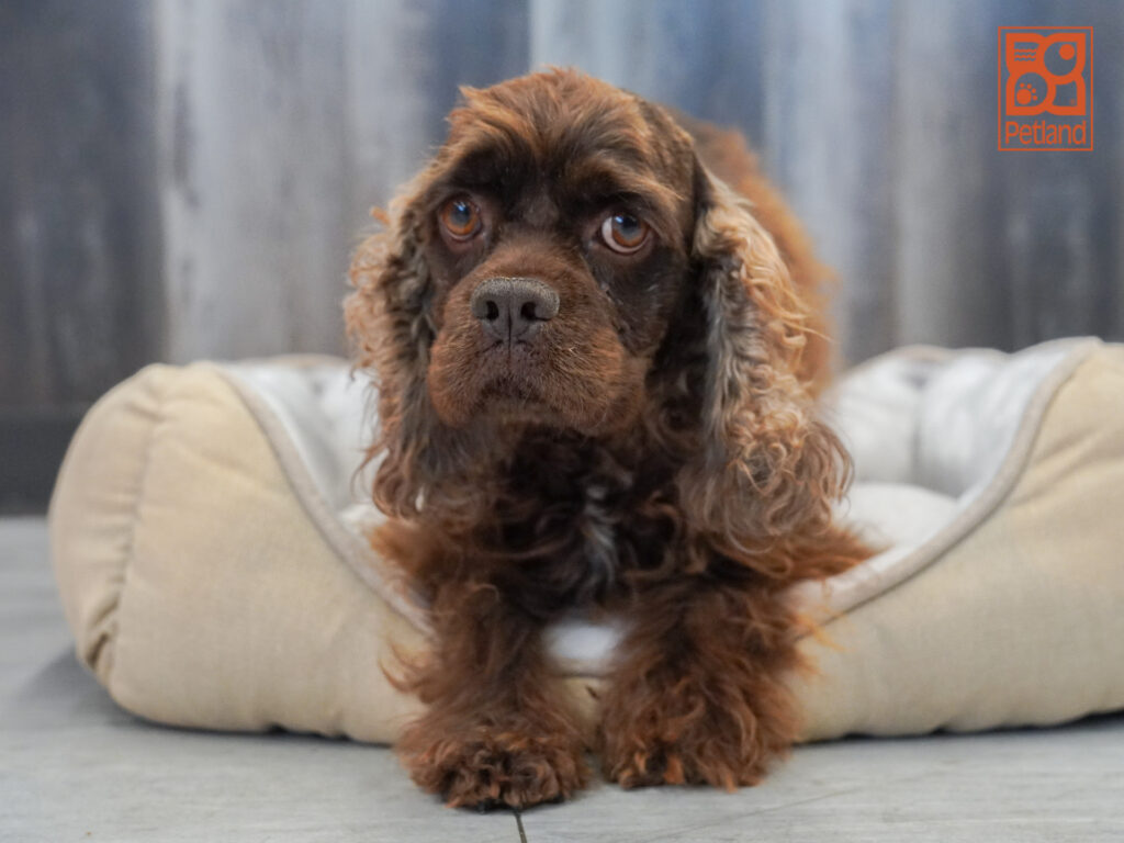 Cocker Spaniel Image #1