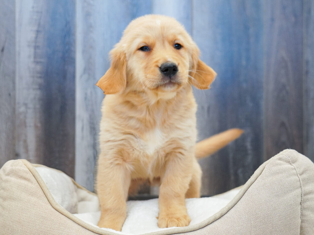 Golden Retriever Image #1