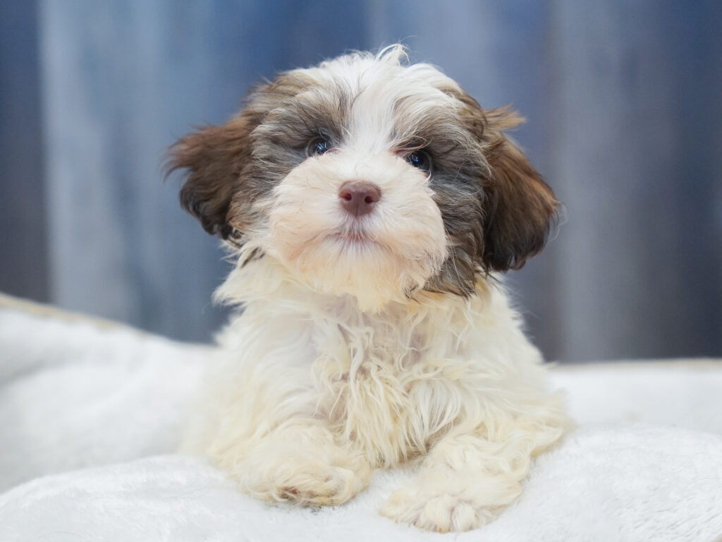 Havanese Image #1