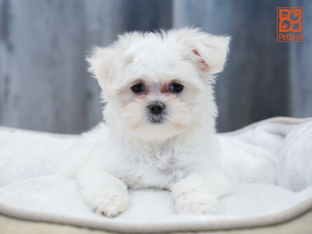 Maltese Image #1