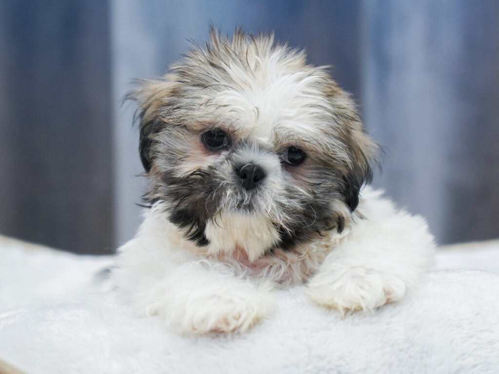 Shih Tzu Image #1