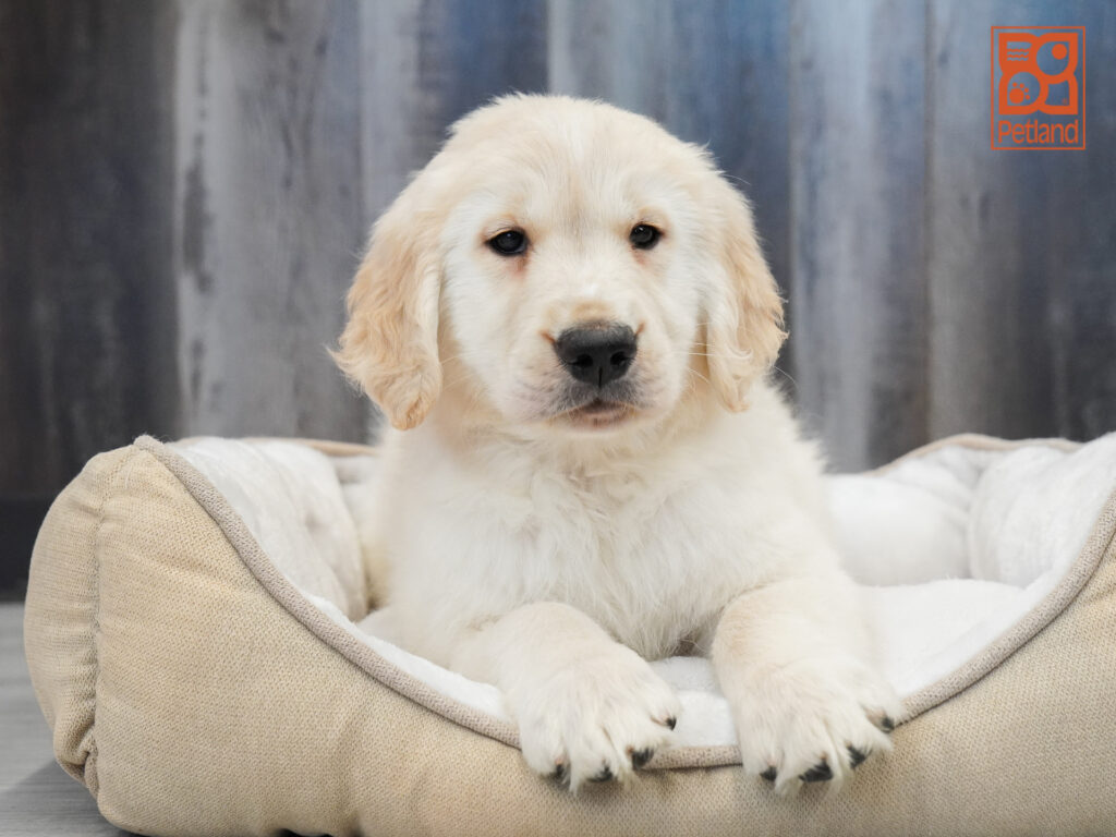 Golden Retriever Image #1