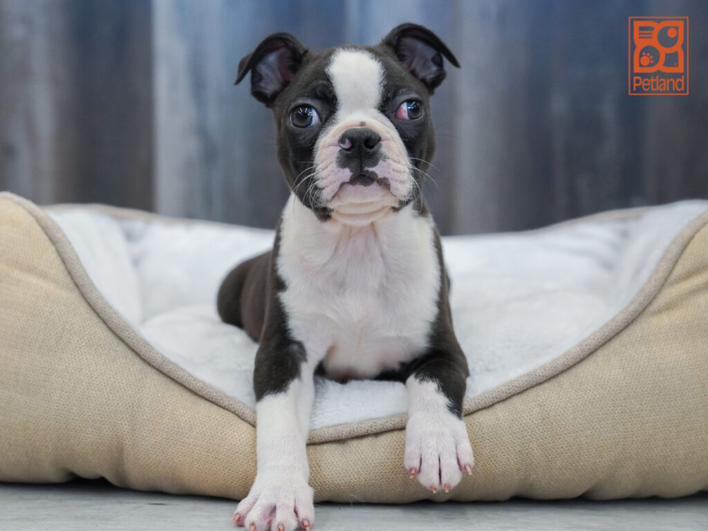 Boston Terrier Image #1
