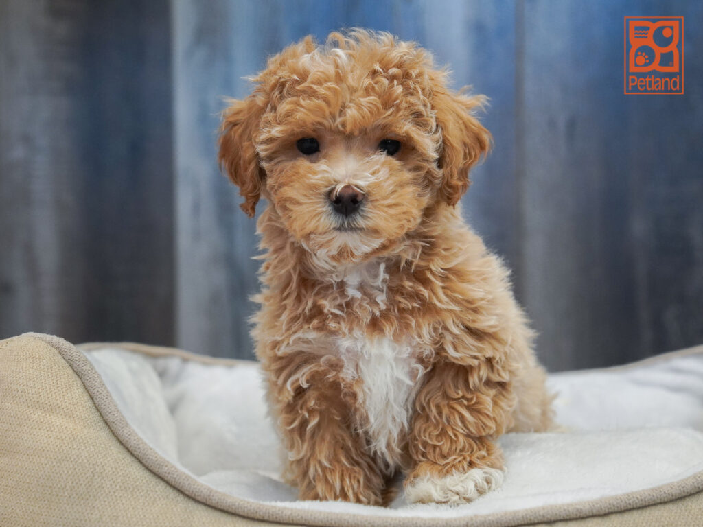 Maltipoo Image #1