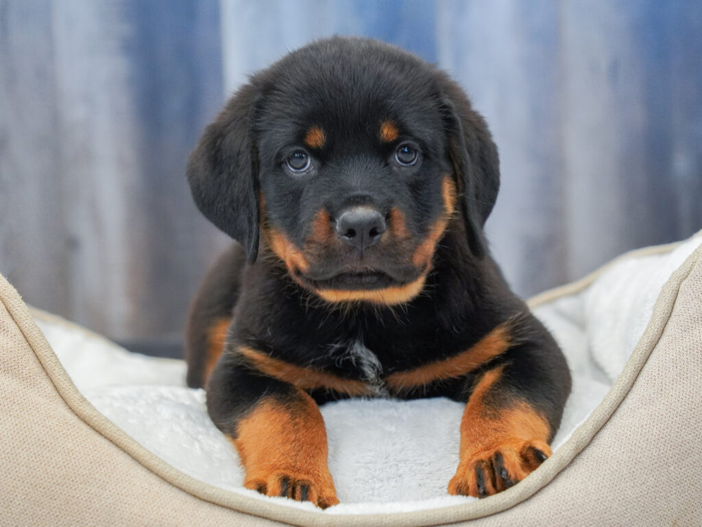 Rottweiler Image #1