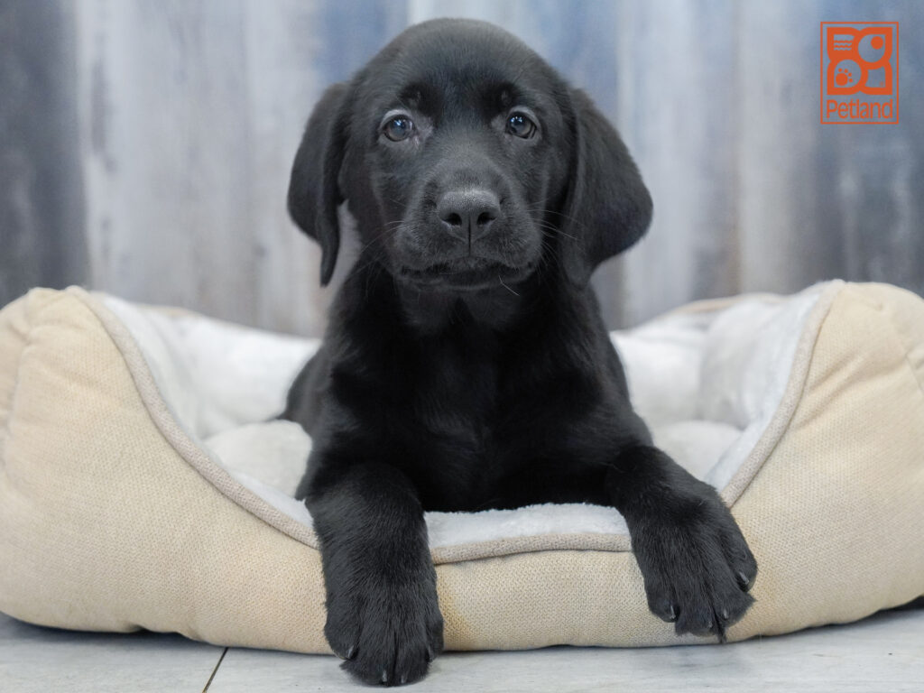 Labrador Retriever Image #1