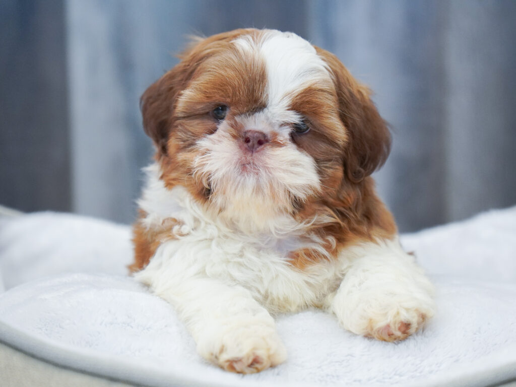 Shih Tzu Image #1