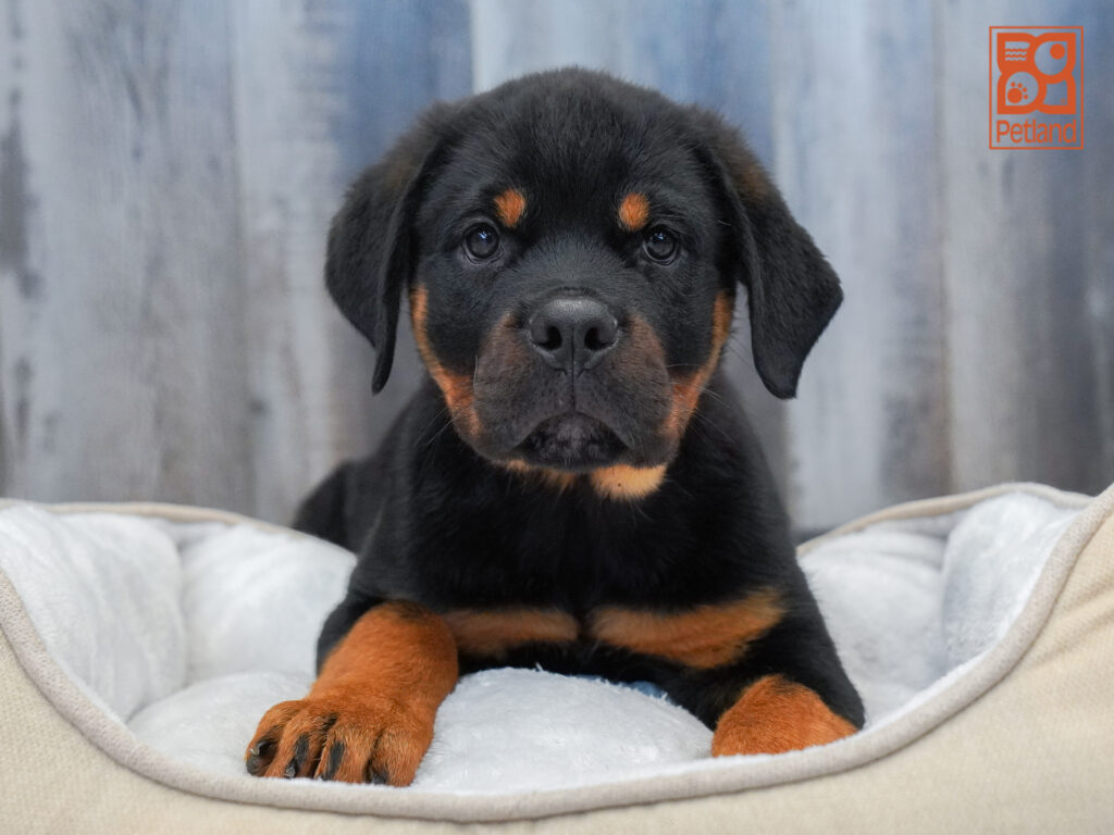 Rottweiler Image #1
