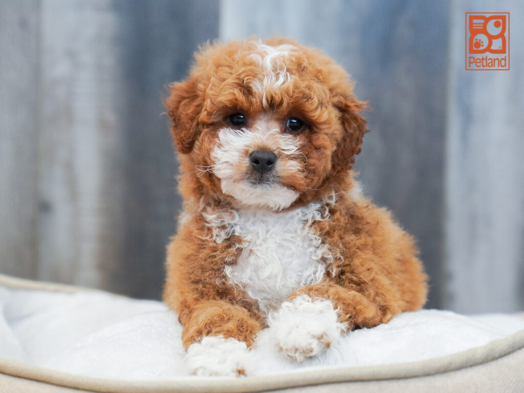Mini Goldendoodle 2nd Gen Image #1