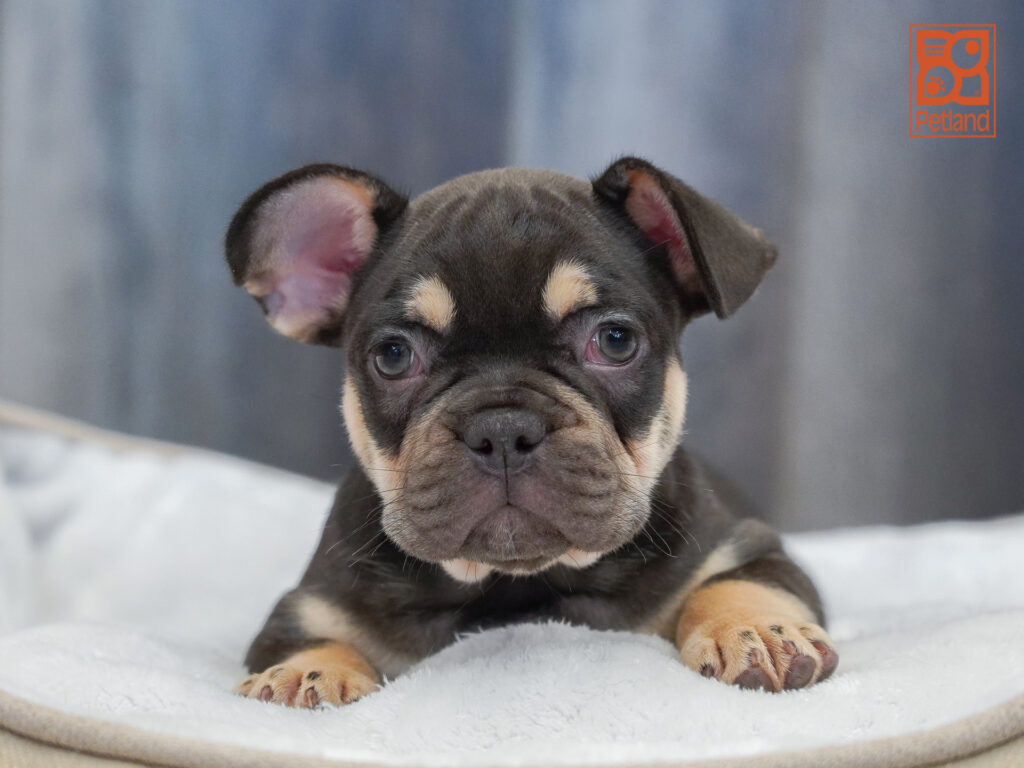 French Bulldog Image #1