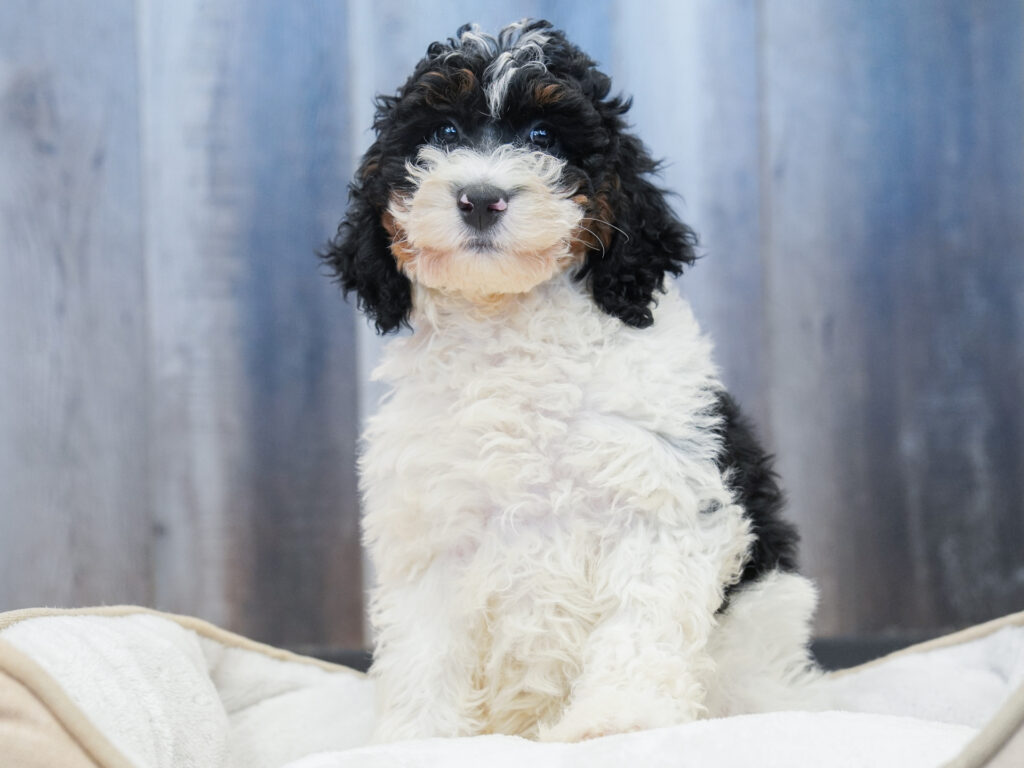 Mini Bernedoodle  2nd Gen Image #1