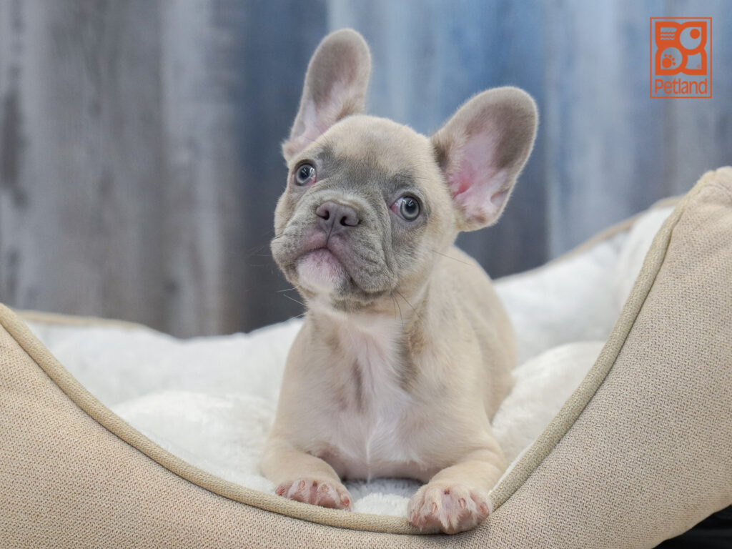 French Bulldog Image #1