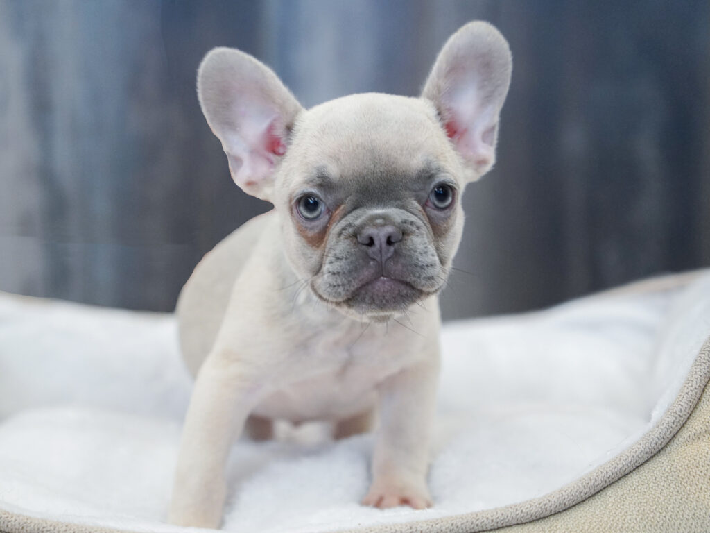 French Bulldog Image #1