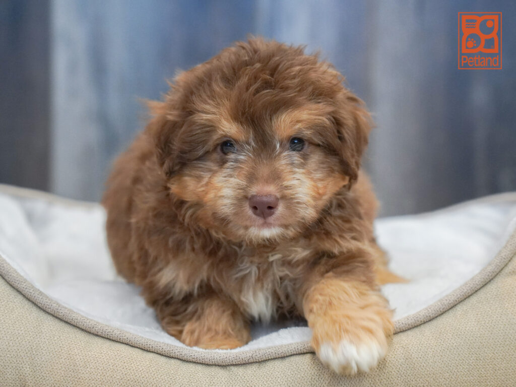 Mini Aussiedoodle Image #1