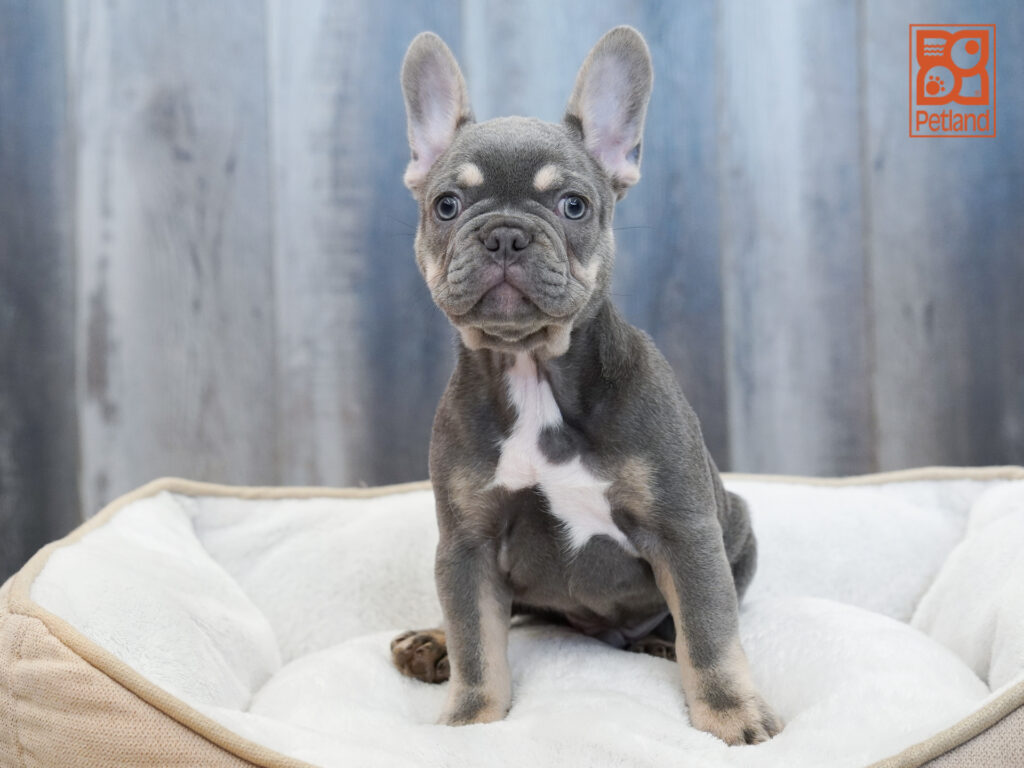 French Bulldog Image #1