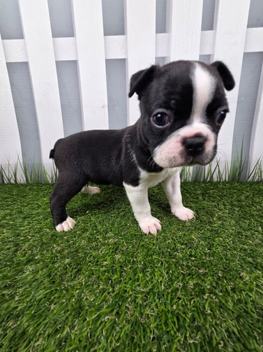 Boston Terrier Image #1