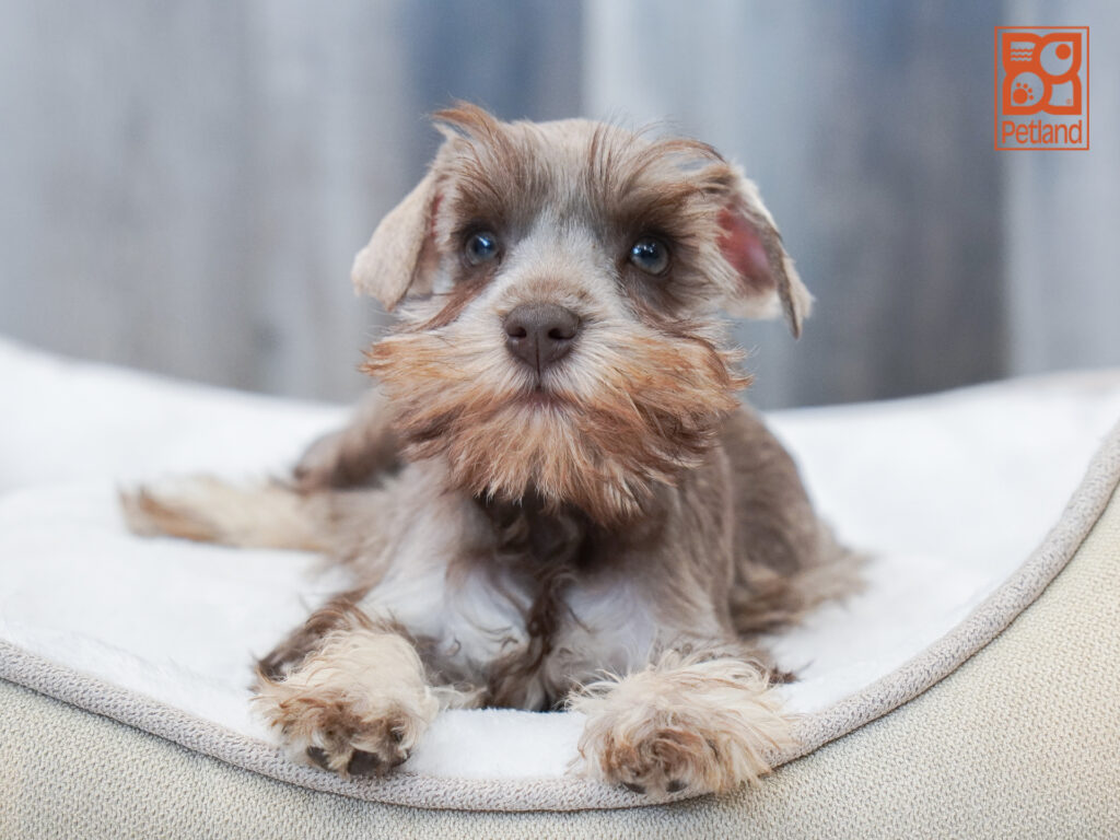 Miniature Schnauzer Image #1