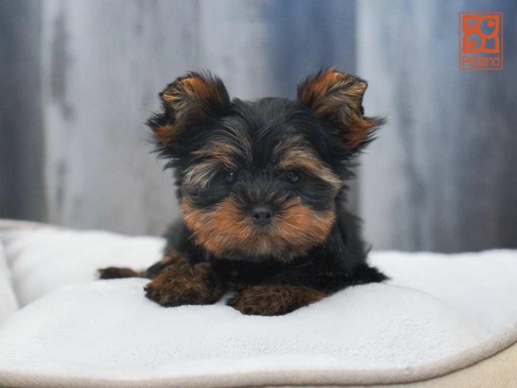 Yorkshire Terrier Image #1