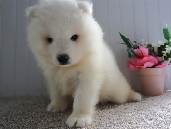 Samoyed Image #1