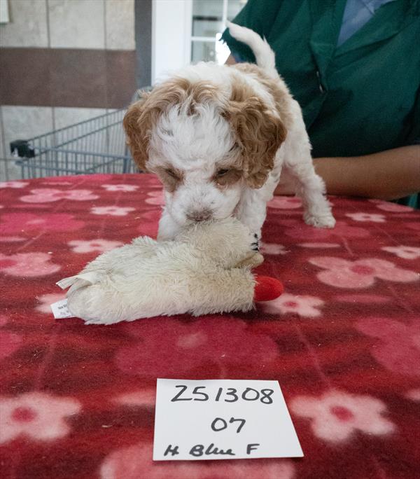 Mini Bernadoodle 2nd Gen Image #1