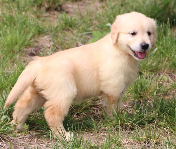 Golden Retriever Image #1