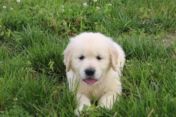 Golden Retriever Image #1