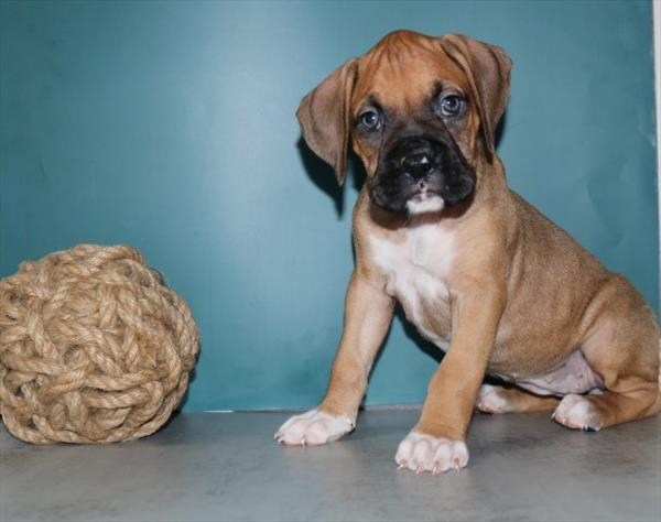 Boxer Image #1
