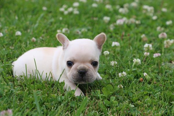French Bulldog Image #1