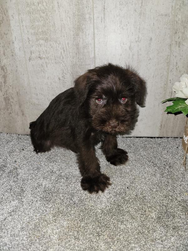 Miniature Schnauzer Image #1