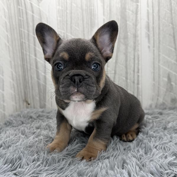 French Bulldog Image #1