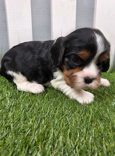 Cavalier King Charles Spaniel Image #1