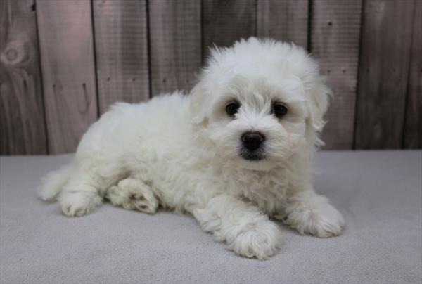 Bichon Frise Image #1