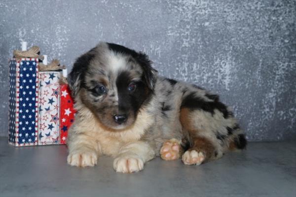 Australian Shepherd Image #1