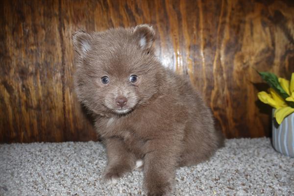 Pomeranian Image #1