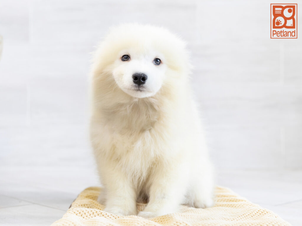 Samoyed Image #1