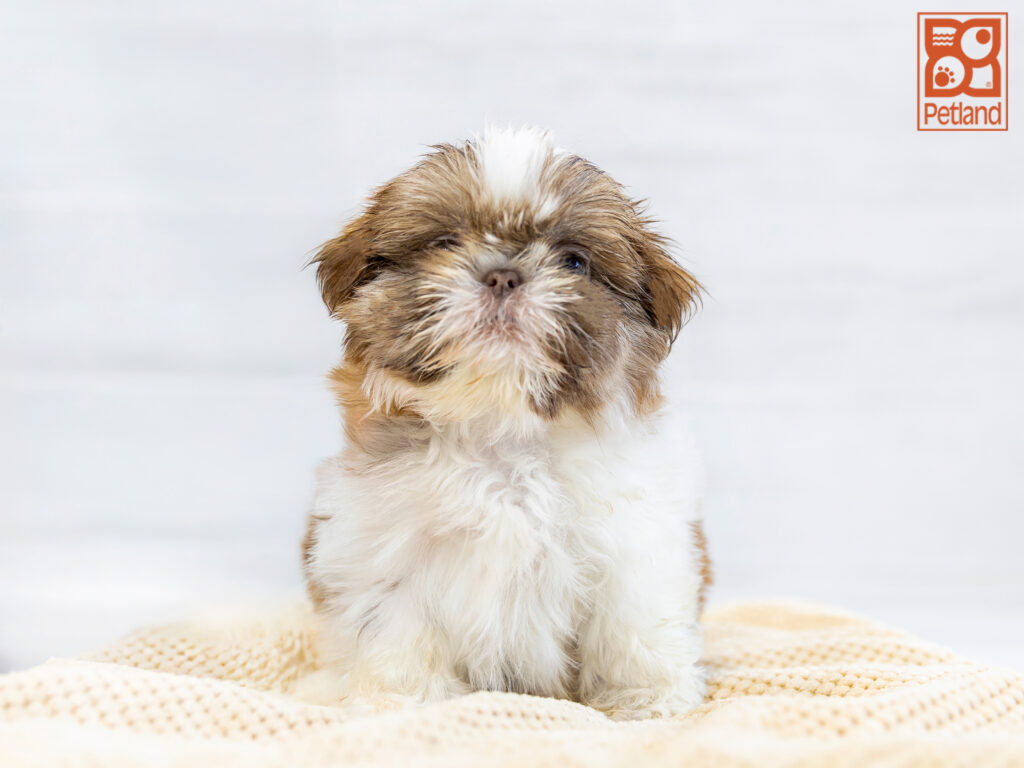 Shih Tzu Image #1
