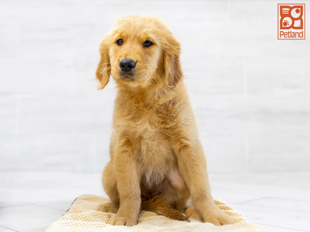 Golden Retriever Image #1
