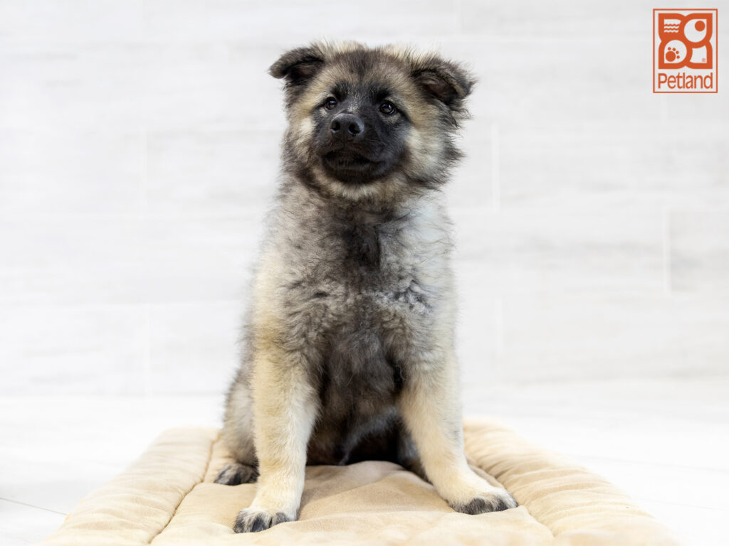 Keeshond Image #1