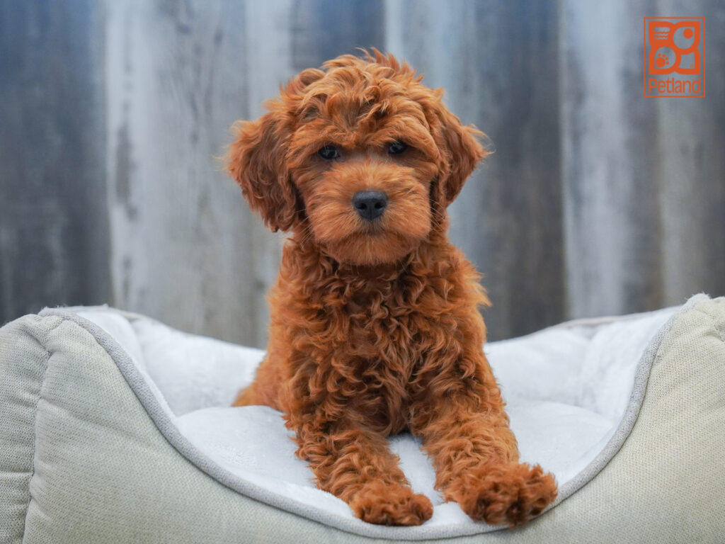 Mini Goldendoodle 2nd Gen Image #1