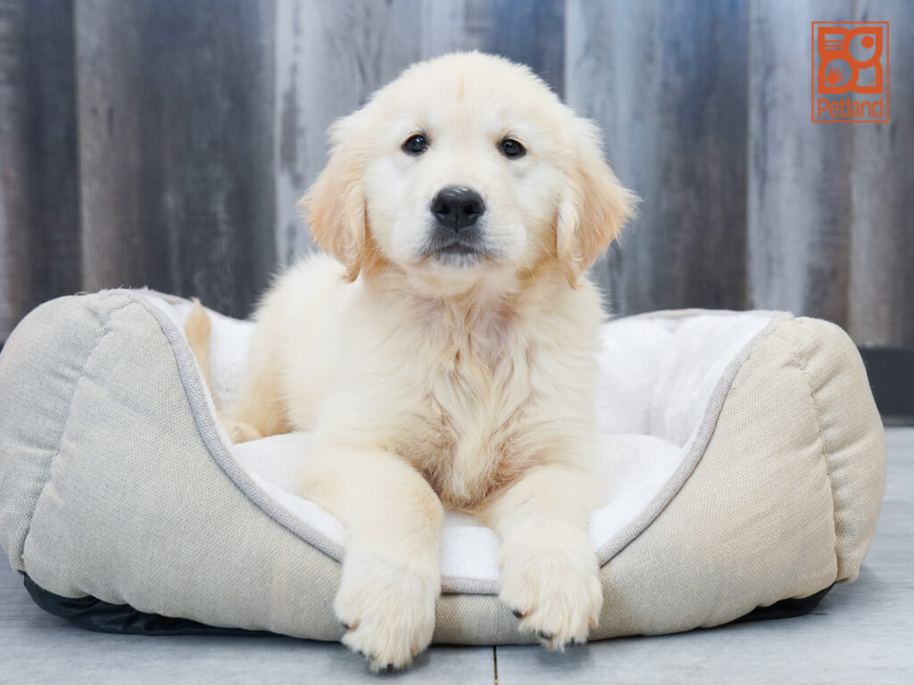 Golden Retriever Image #1