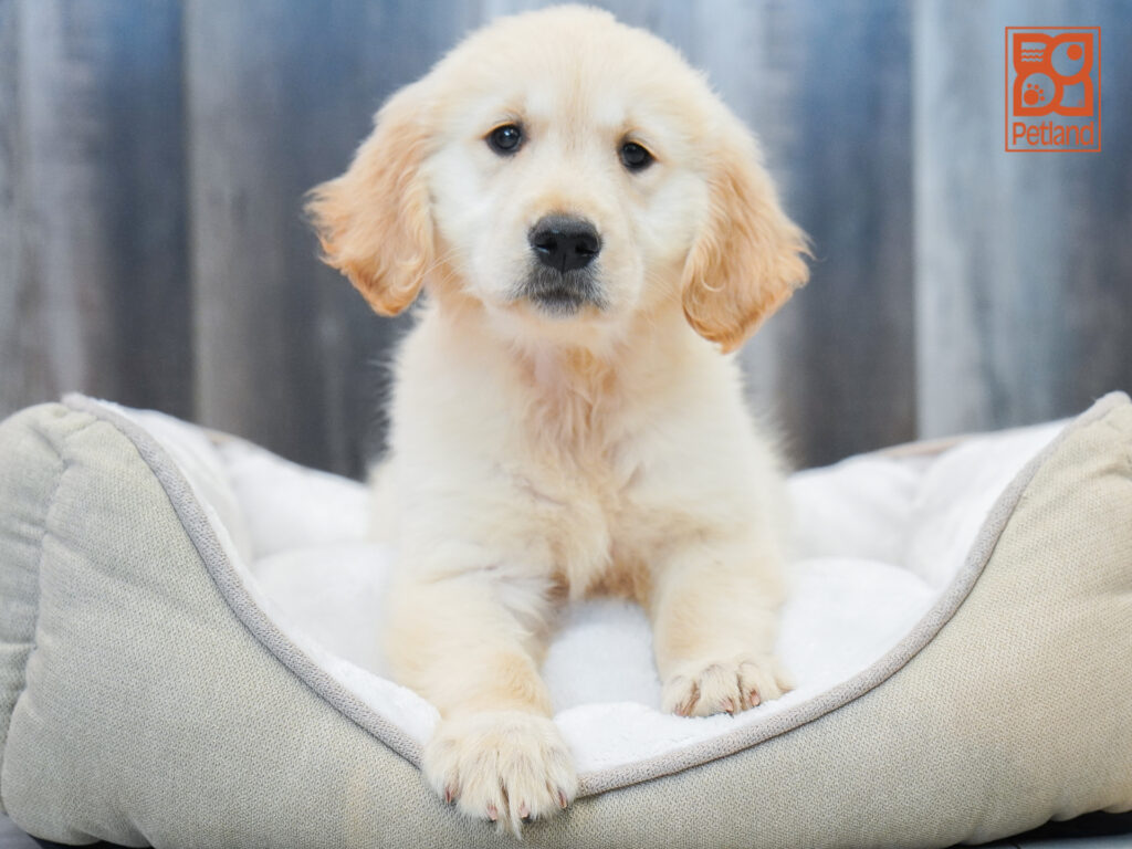 Golden Retriever Image #1