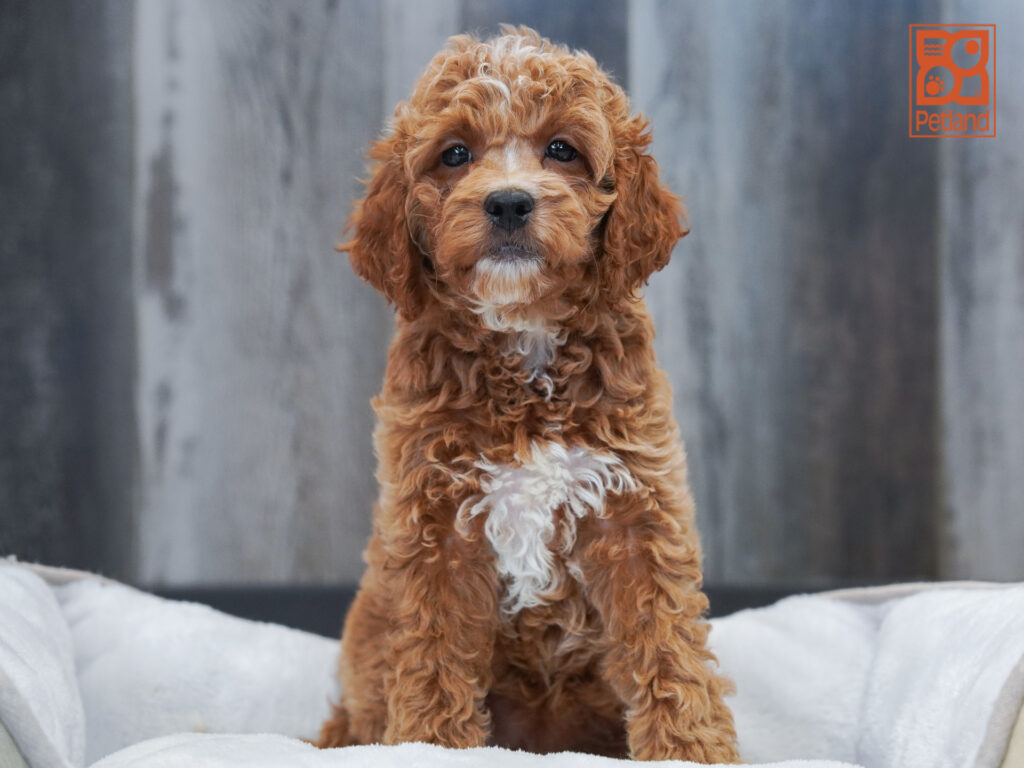 Mini Goldendoodle 2nd Gen Image #1