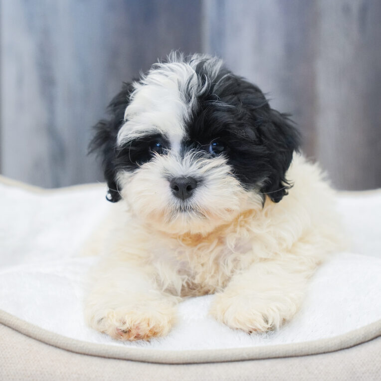 Speedy ShihPoo