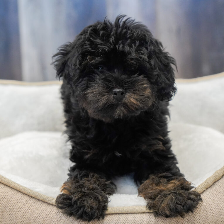 Jack Schnoodle