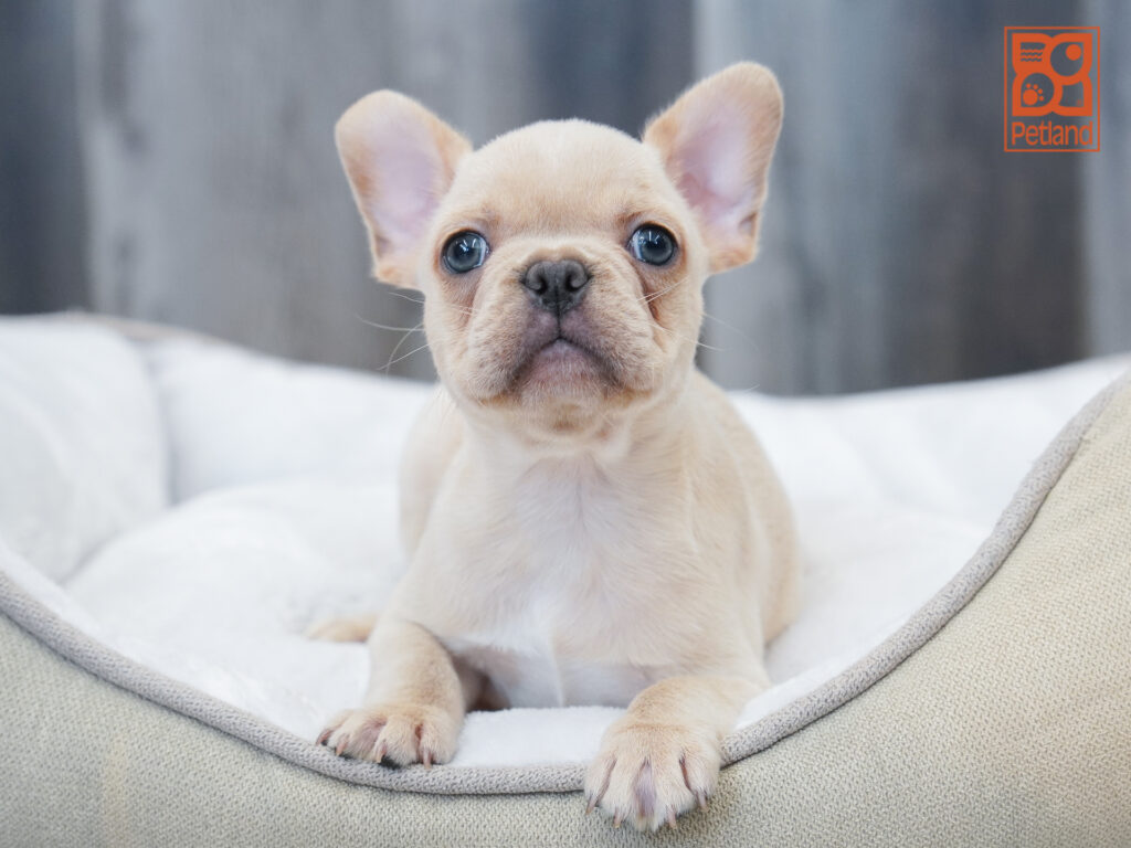 French Bulldog Image #1