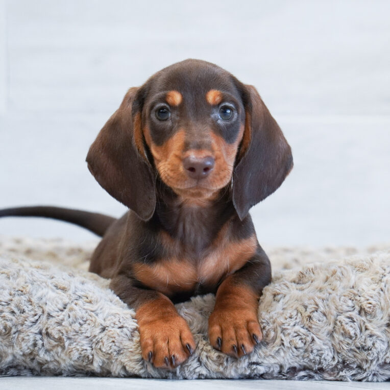 Levi Dachshund