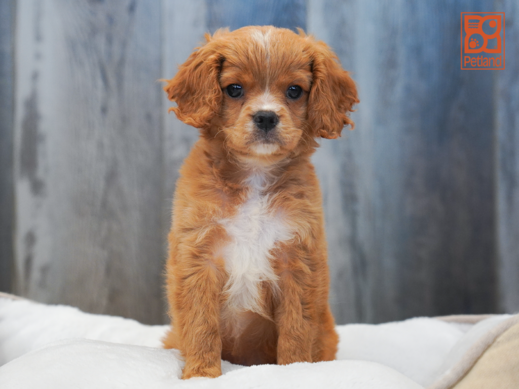 Cavachon Image #1