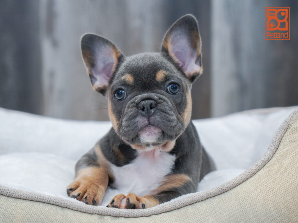 French Bulldog Image #1